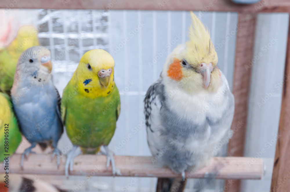 Naklejka premium parrots in a cage