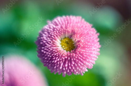 Decorative pink daisies on a blurry background.