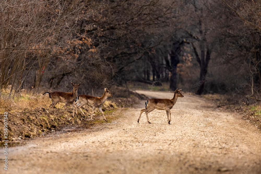 Fototapeta premium Roe deer (Capreolus capreolus) in an oak forest at the feeding spot