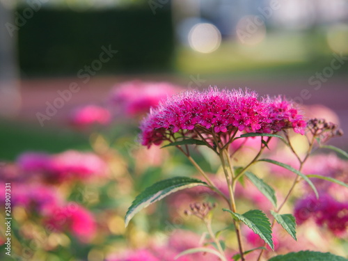 Spiraea japonica 'Anthony Waterer' -  Japanese meadowsweet, japanese spiraea