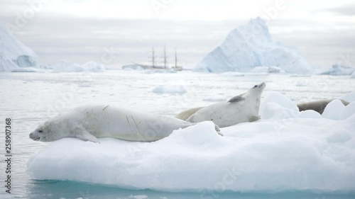 Leopard Seals on Iceberg in Antarctica Close