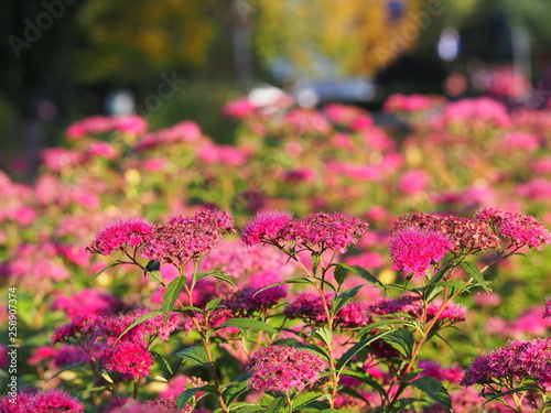 Konstfotografi Spiraea japonica 'Anthony Waterer' -  Japanese meadowsweet, japanese spiraea