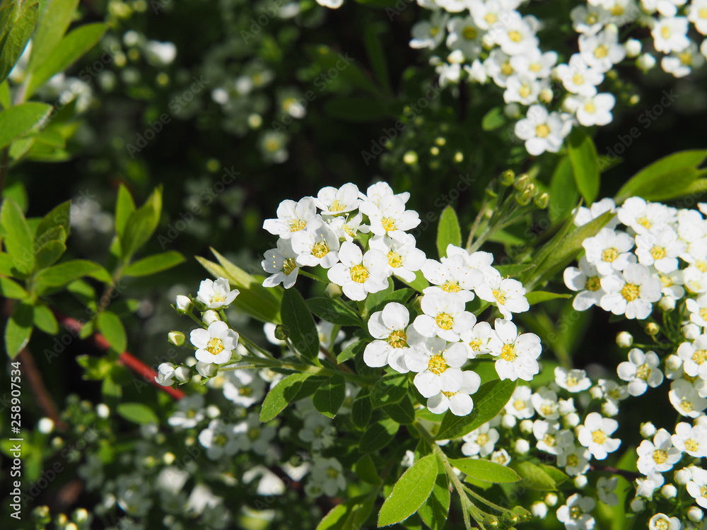 Spiraea cinerea 'Grefsheim' (syn. Spiraea arguta) - spirea Spiraea cinerea 'Grefsheim' (syn. Spiraea arguta) - spirea
