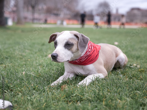 dog in the grass