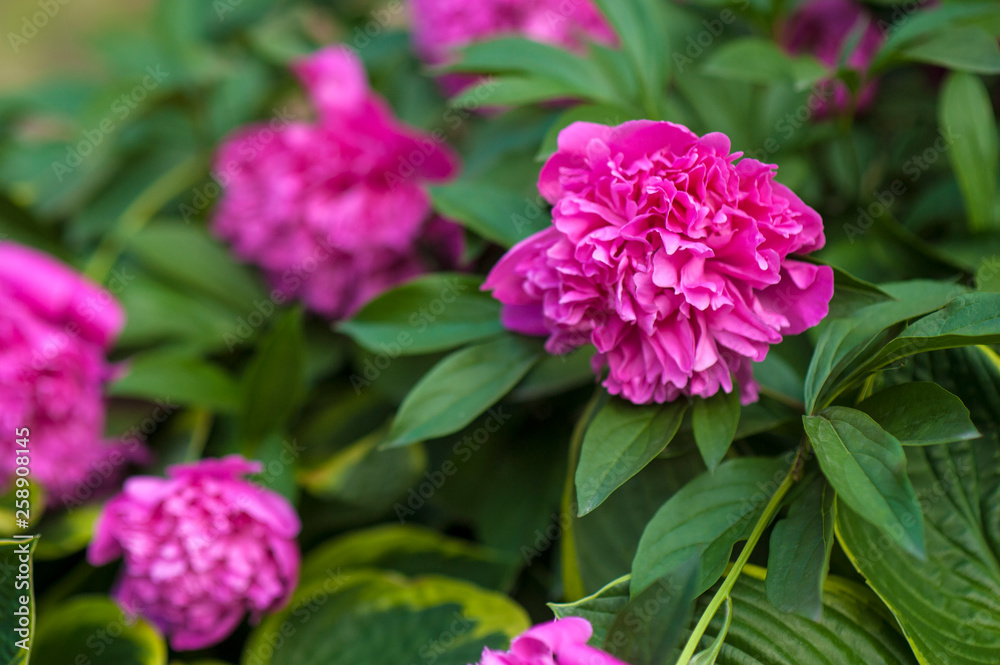 Pink peonies in the garden. Blooming pink peony. Closeup of beautiful pink Peonie flower. Pink peonies in the garden. Blooming pink peony. Closeup of beautiful pink Peonie flower.