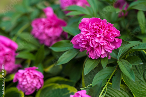 Wallpaper Mural Pink peonies in the garden. Blooming pink peony. Closeup of beautiful pink Peonie flower. Torontodigital.ca