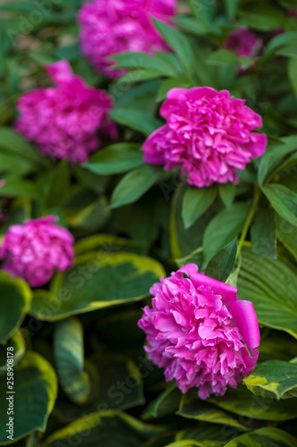 Wallpaper Mural Pink peonies in the garden. Blooming pink peony. Closeup of beautiful pink Peonie flower. Torontodigital.ca