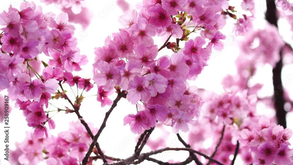 beautiful Sakura, Cherry Blossom flower in spring season beautiful Sakura, Cherry Blossom flower in spring season