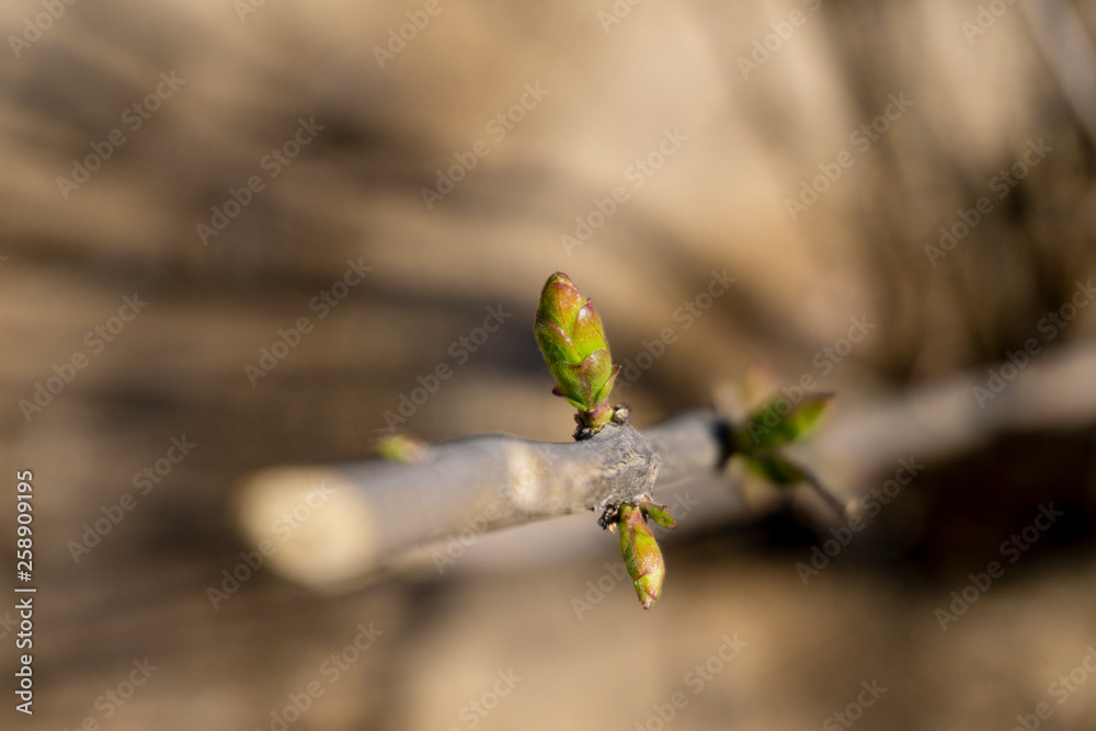fresh sprout on branch fresh sprout on branch
