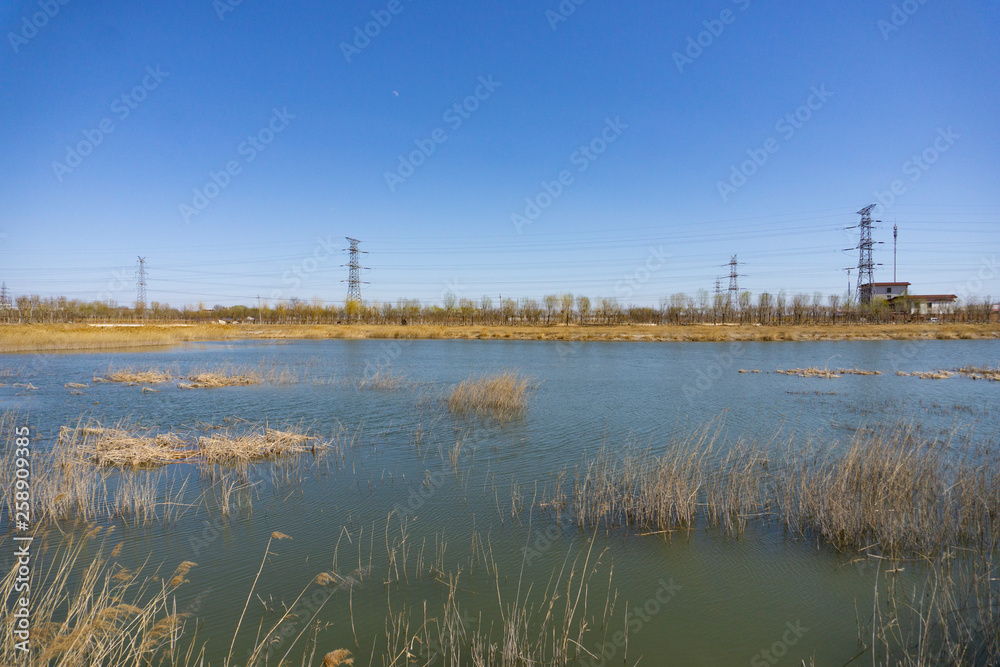 rural wetland scenery in sunlight