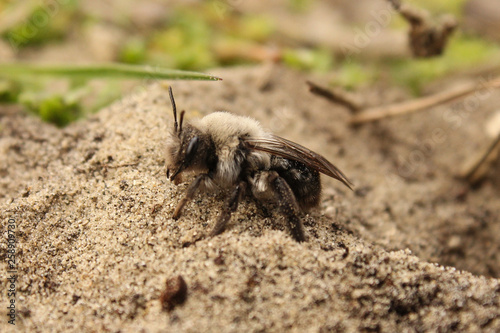 a grey mining bee in the sand in the forest in springtime