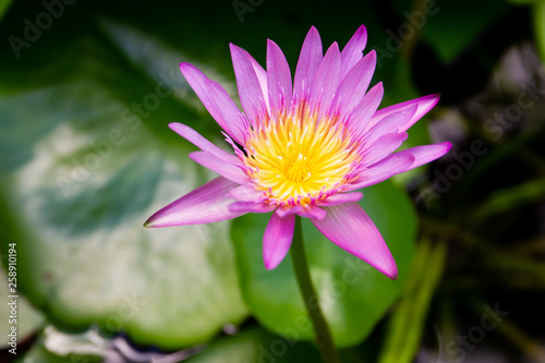 Big yellow and blue lotus close up.