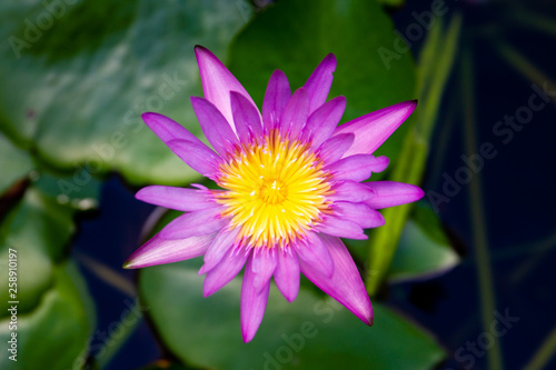 Big yellow and blue lotus close up.