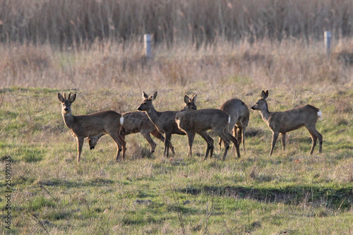 a group of roe deers in the meadow in a nature reserve in springtime