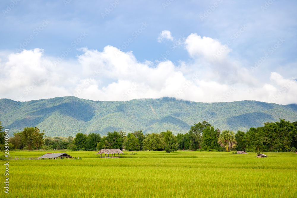 Landscape of beautiful Golden rice field in Asia. Landscape of beautiful Golden rice field in Asia.