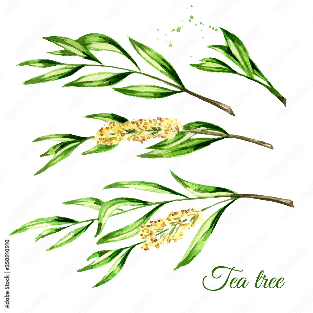 Tea tree set. Cosmetics and medical plant. Watercolor hand drawn illustration, isolated on white background Tea tree set. Cosmetics and medical plant. Watercolor hand drawn illustration, isolated on white background