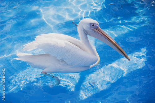 White pelican bird with yellow long beak swims in the water pool, close up photo