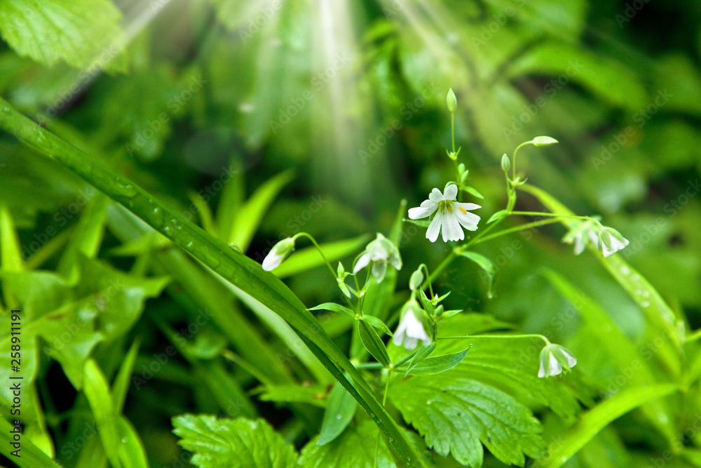 Forest flower in bloom under the sunshine Forest flower in bloom under the sunshine