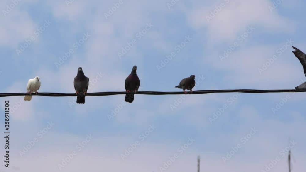 Three gray and one white dove sitting on a black wire against the blue sky, to them flies another gray dove,slow motion Three gray and one white dove sitting on a black wire against the blue sky, to them flies another gray dove,slow motion