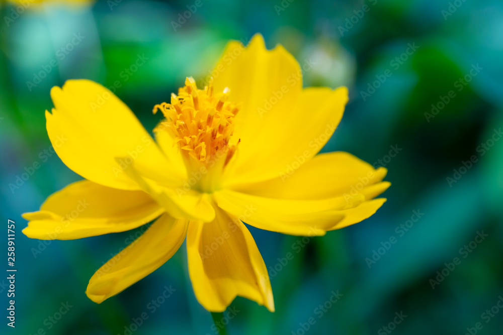 Yellow Mexican Aster flowers in the field with blurred nature background. Yellow Mexican Aster flowers in the field with blurred nature background.