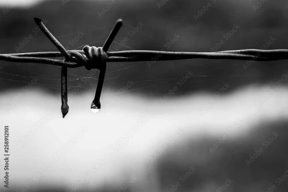 Rusty barbed wire fence with a drop of water close up on blurred nature background. Processed in black and white color tone. Background resource. Rusty barbed wire fence with a drop of water close up on blurred nature background. Processed in black and white color tone. Background resource.