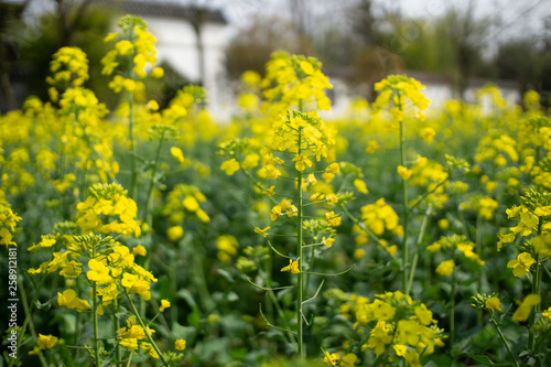 rapeseed flowers blooming in field