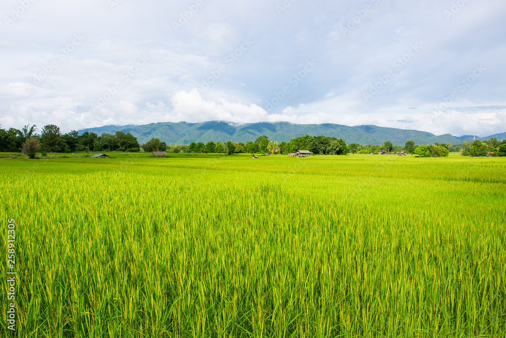 Landscape of beautiful Golden rice field in Asia. Landscape of beautiful Golden rice field in Asia.