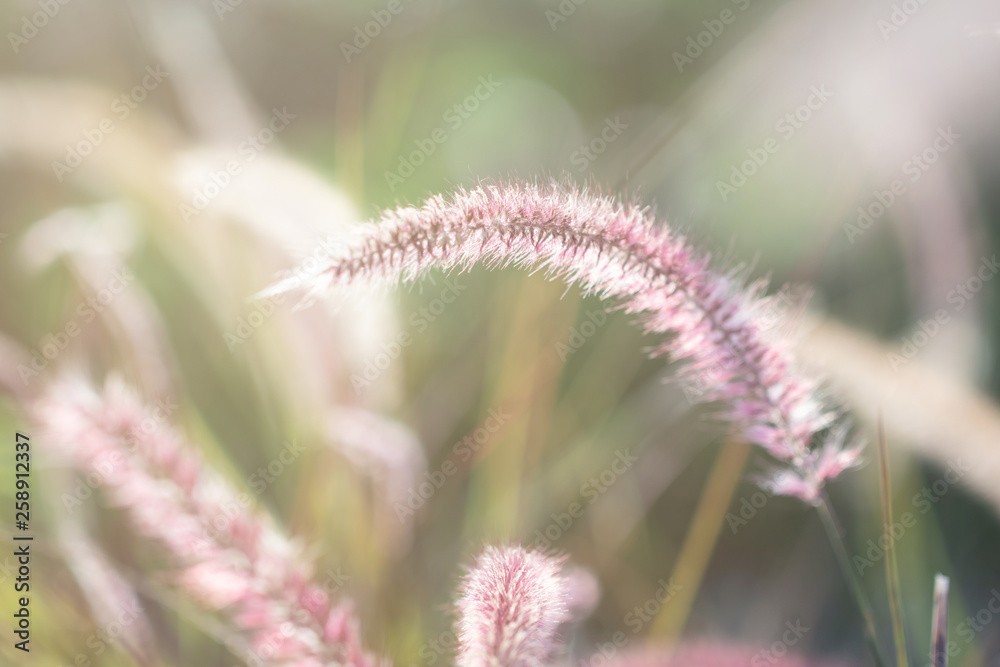 Close up grass flower in nature background.Grass flower in the morning. Close up grass flower in nature background.Grass flower in the morning.