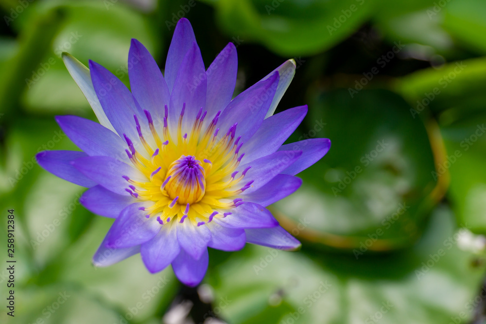 Big beautiful yellow and blue water lilly in lake close up. Big beautiful yellow and blue water lilly in lake close up.