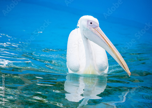 White pelican bird with yellow long beak swims in the water pool, close up photo