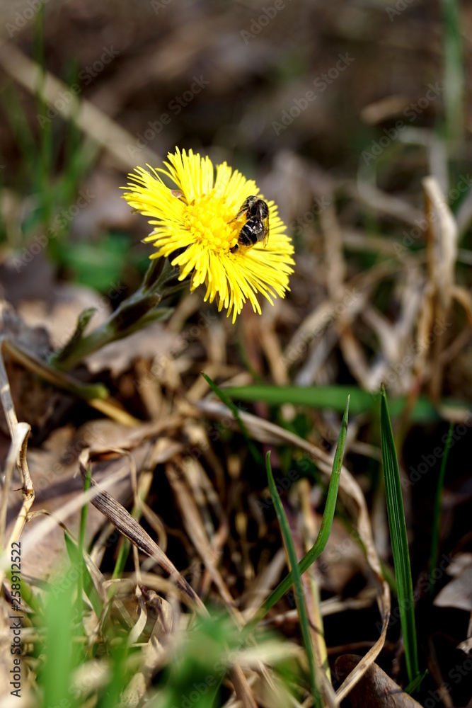 Tussilago farfara - spring plant, March 2019, Czech Republic, South Bohemia Tussilago farfara - spring plant, March 2019, Czech Republic, South Bohemia