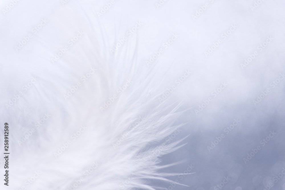 White feather on a shiny silver background. Close-up White feather on a shiny silver background. Close-up