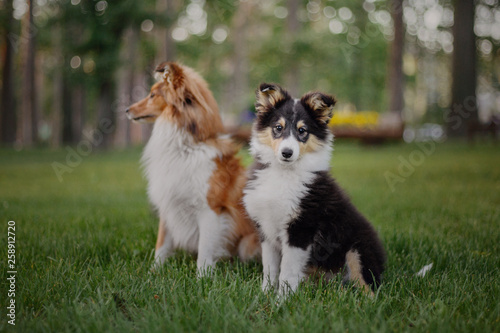 Two dogs Shetland Sheepdog sitting together. Puppy and adult dog, family, group of dogs of the same breed.