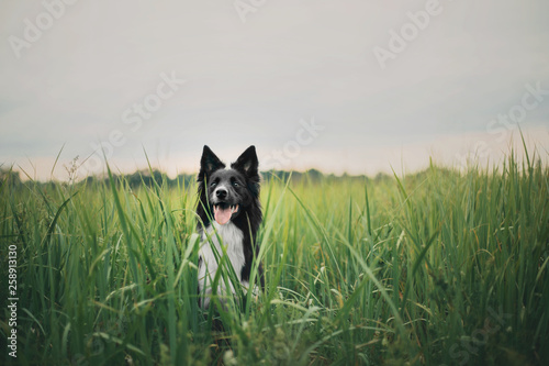 Cute black & white border collie dog in forest Fotobehang