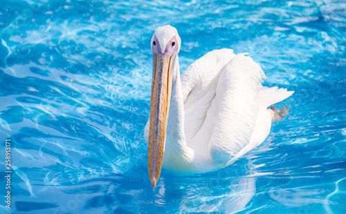 White pelican bird with yellow long beak swims in the water pool, close up photo