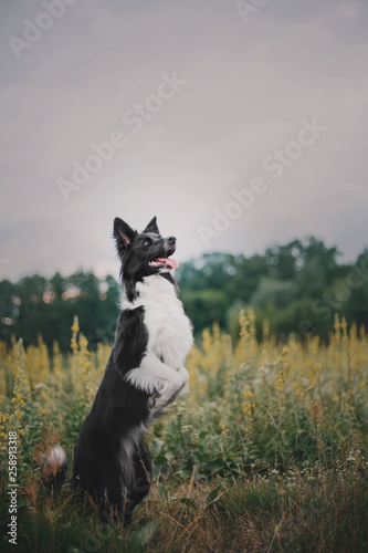 Border collie dog in the grass © OlgaOvcharenko