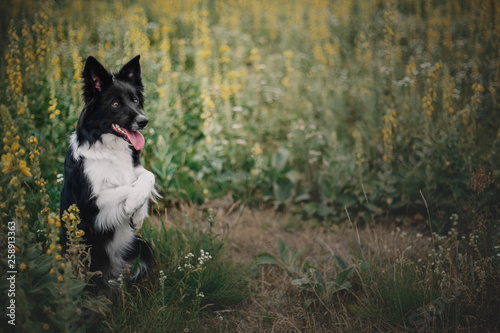Border collie dog in the grass © OlgaOvcharenko