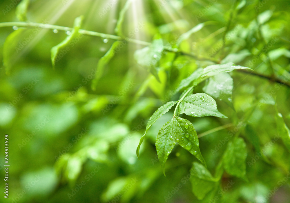 Beautiful green leaves under the sunshine in garden Beautiful green leaves under the sunshine in garden