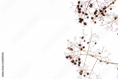 Closeup of branches and seeds of a teak on white sky background.