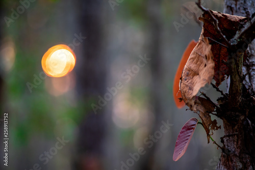 Closeup of dried  brown leaves on the tree with blurred background of forest and sun with bokeh.