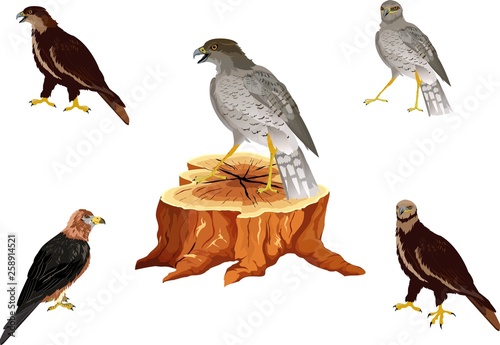 Falcon hunting for bustard bird, traditional arabian hunting