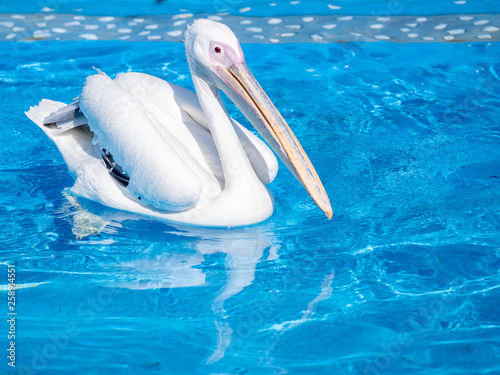 White pelican bird with yellow long beak swims in the water pool, close up photo