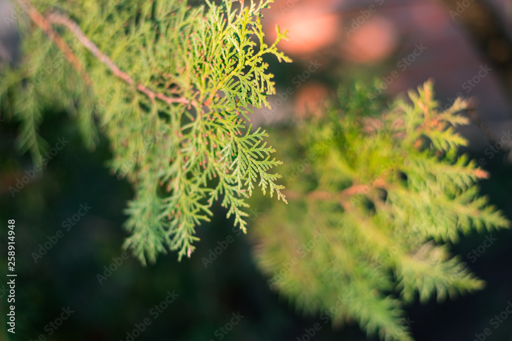 Fir branch. Beautiful branch of a coniferous tree Fir branch. Beautiful branch of a coniferous tree