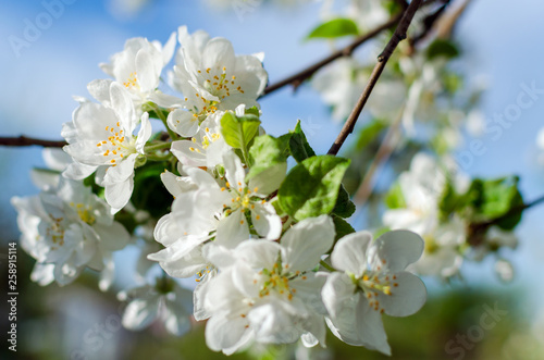 Flowering apple tree against a blue sky