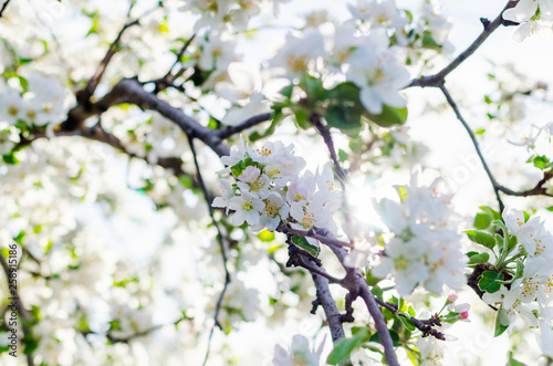 Sunlight breaks through the blossoming apple tree branches in spring
