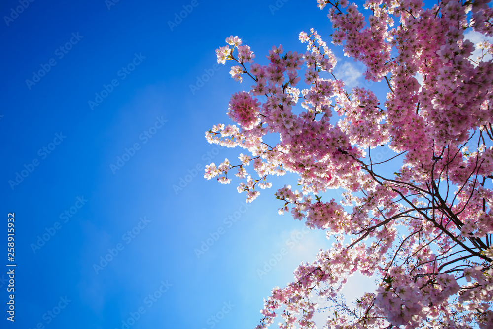 spring - sakura flowers