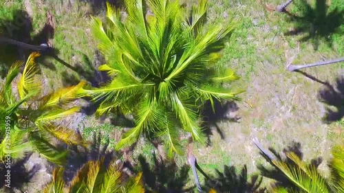 Drone fly over thousands of Coconut tree 
