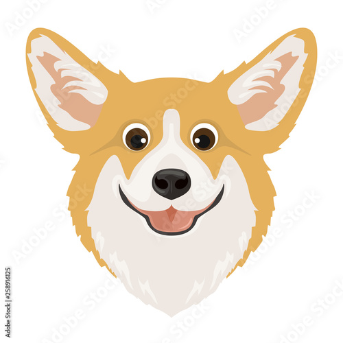Corgi. Cartoon dog head isolated on white background. Vector illustration of pet in simple flat style.