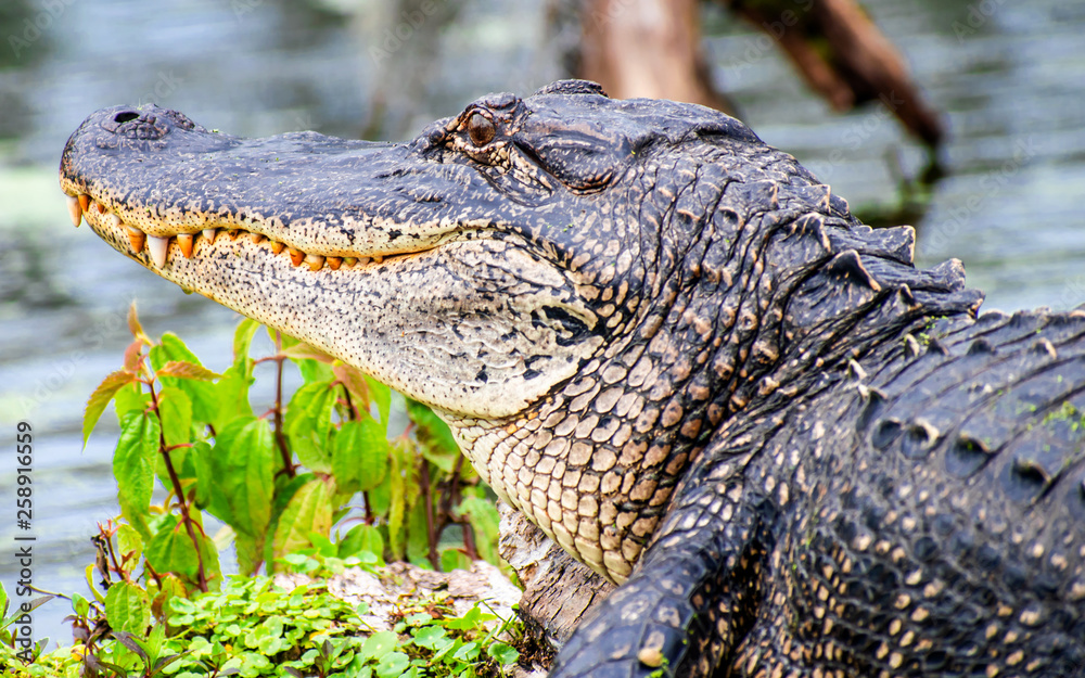 Fototapeta premium See you later, alligator