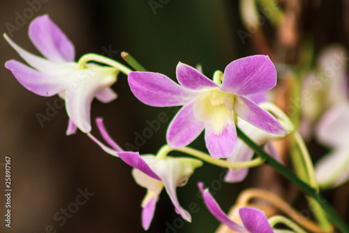 pink orchid flower